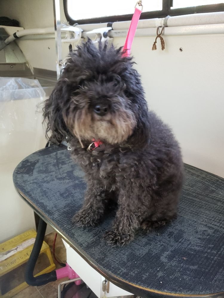 Dog Grooming Cut Titusville