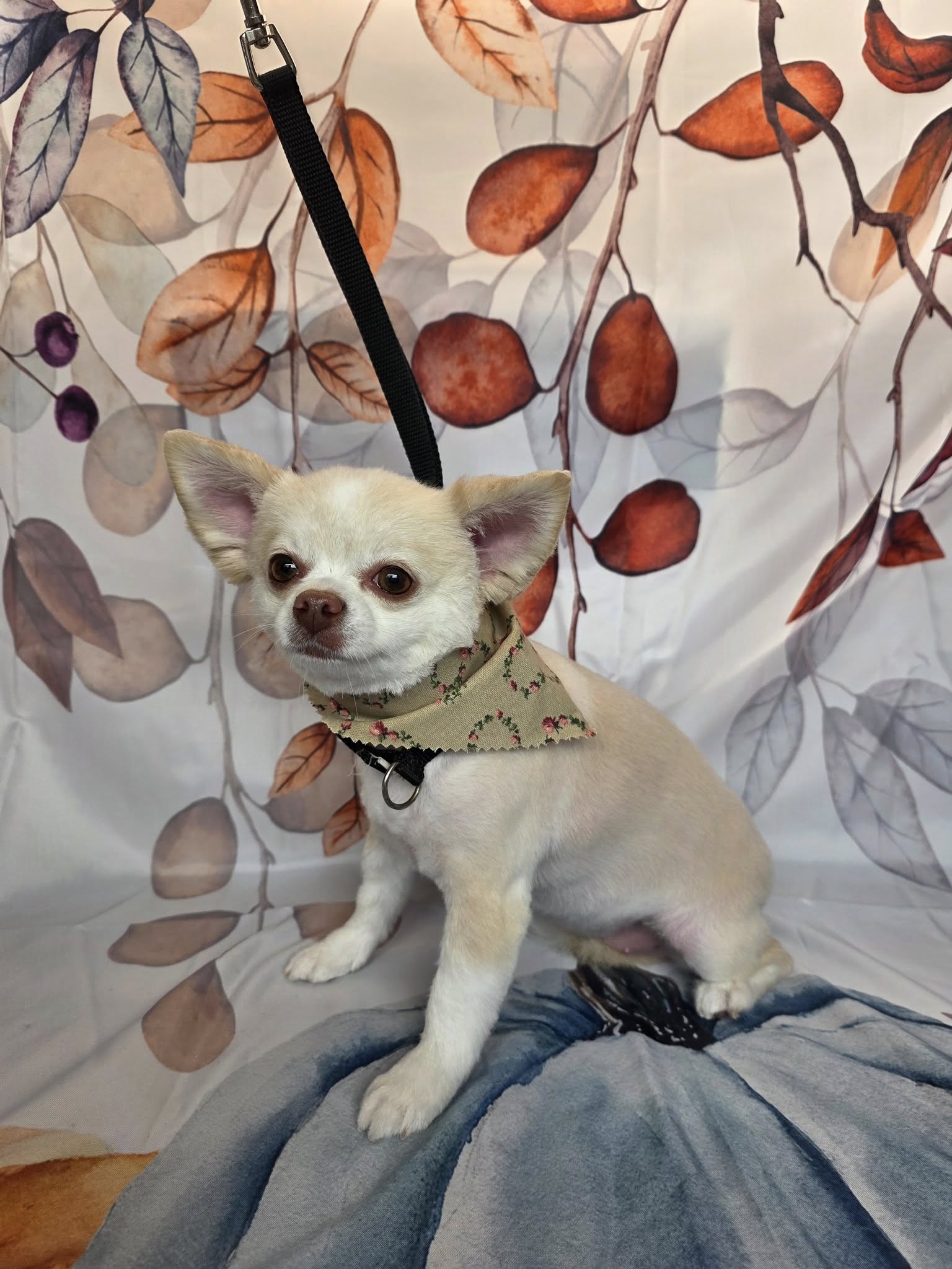 Dog Grooming Cut Titusville