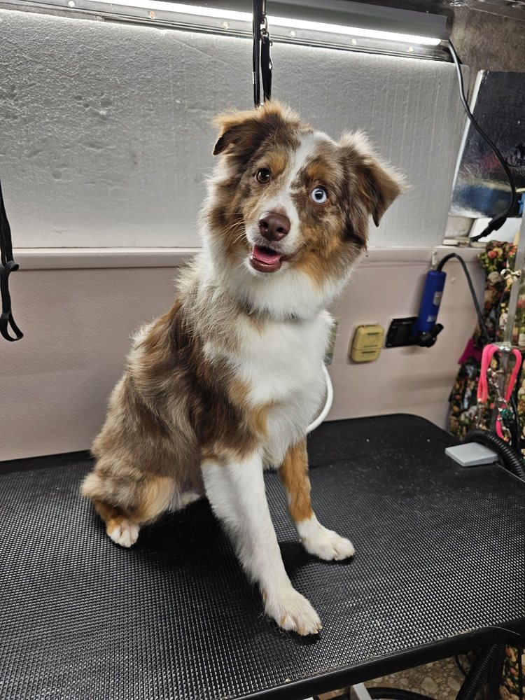 Dog Grooming Cut in Titusville
