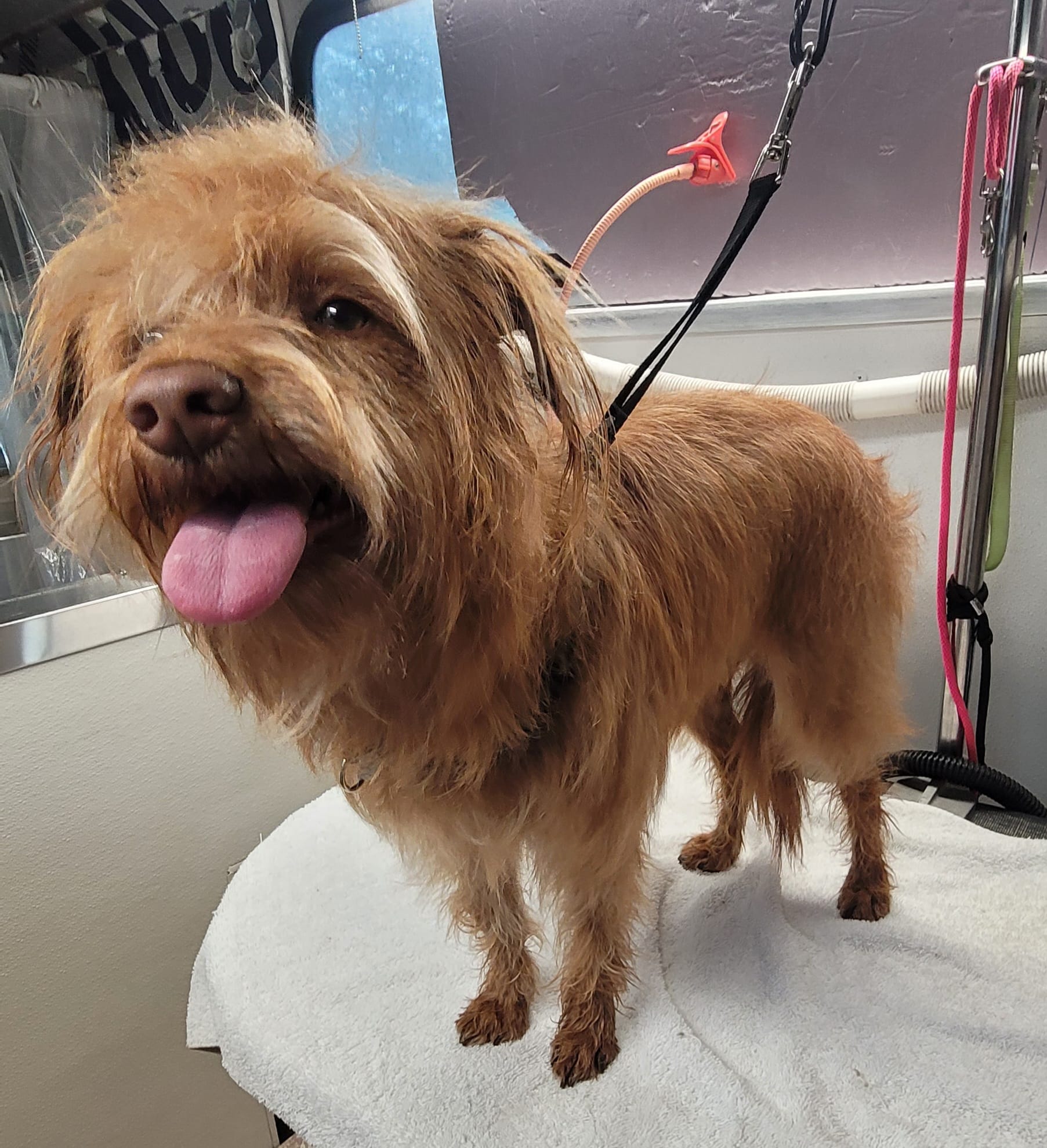 Dog Grooming Cut Titusville