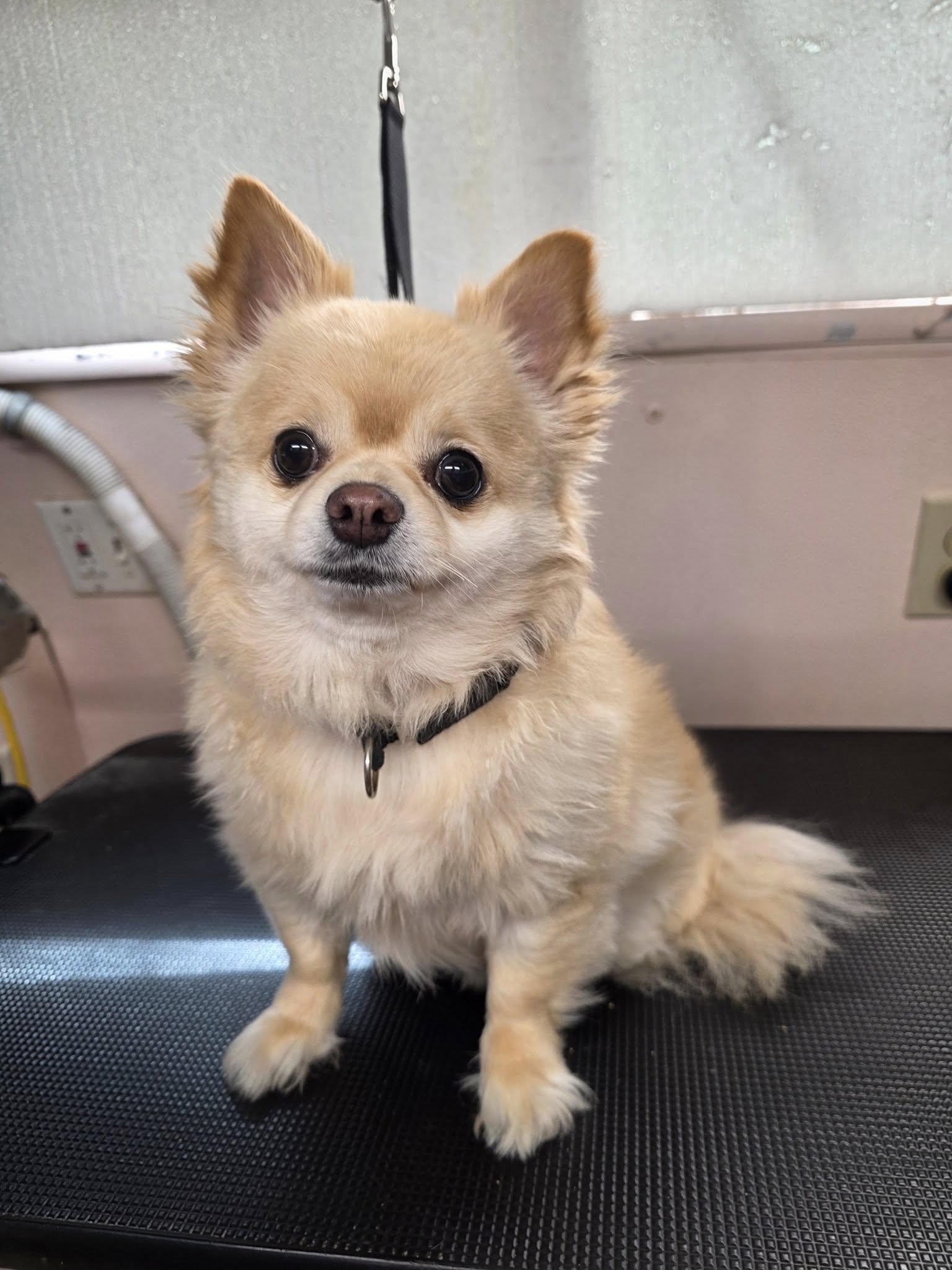 Nail Trim Titusville