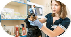 Pet Care