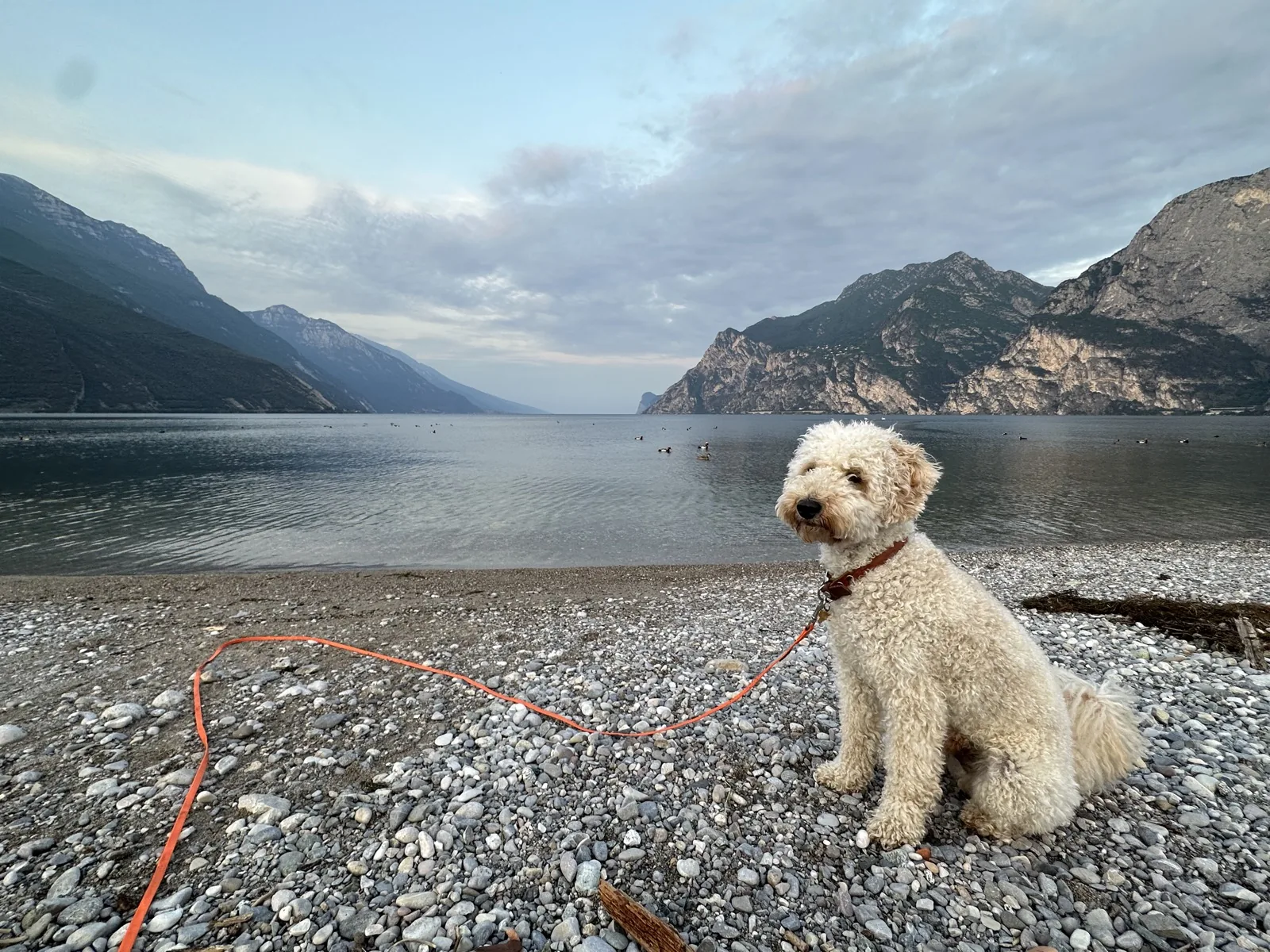Ludwig am Kiesstrand vor Bergen