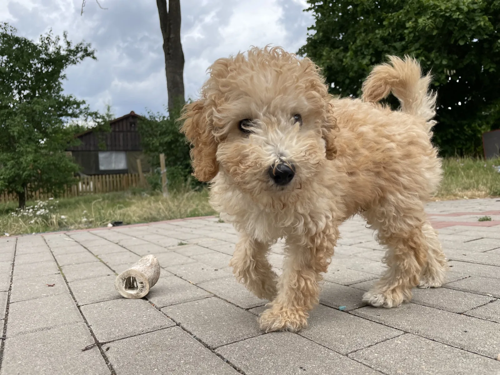 Ludwig als Welpe im Garten