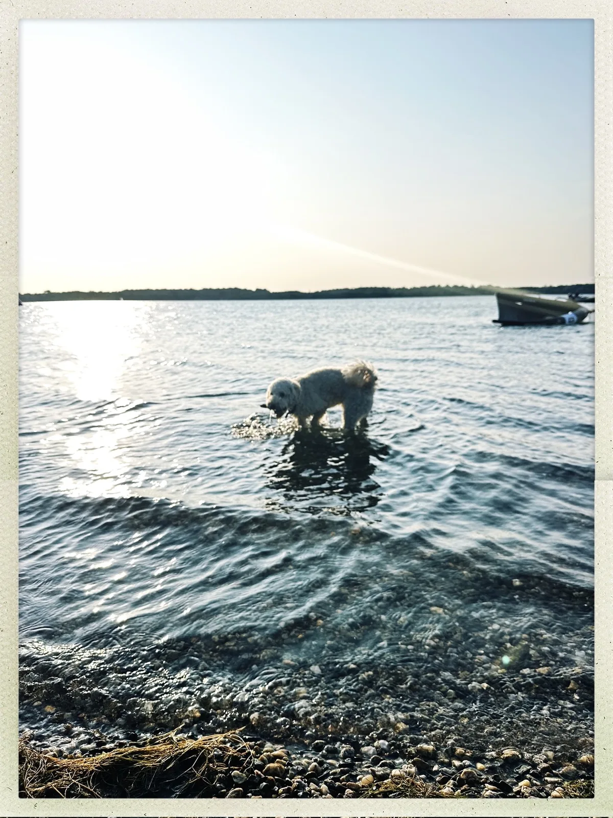 Ludwig im flachen Wasser im Gegenlicht