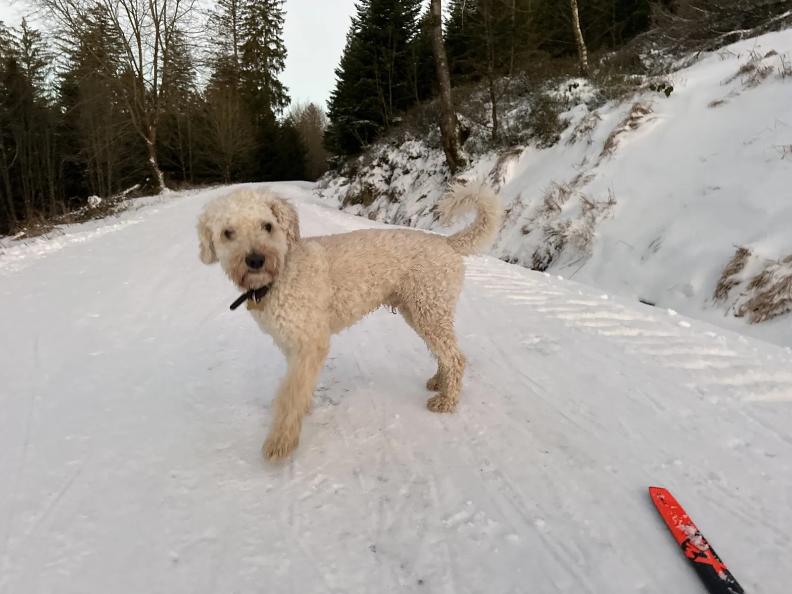 Ludwig auf einer verschneiten Loipe