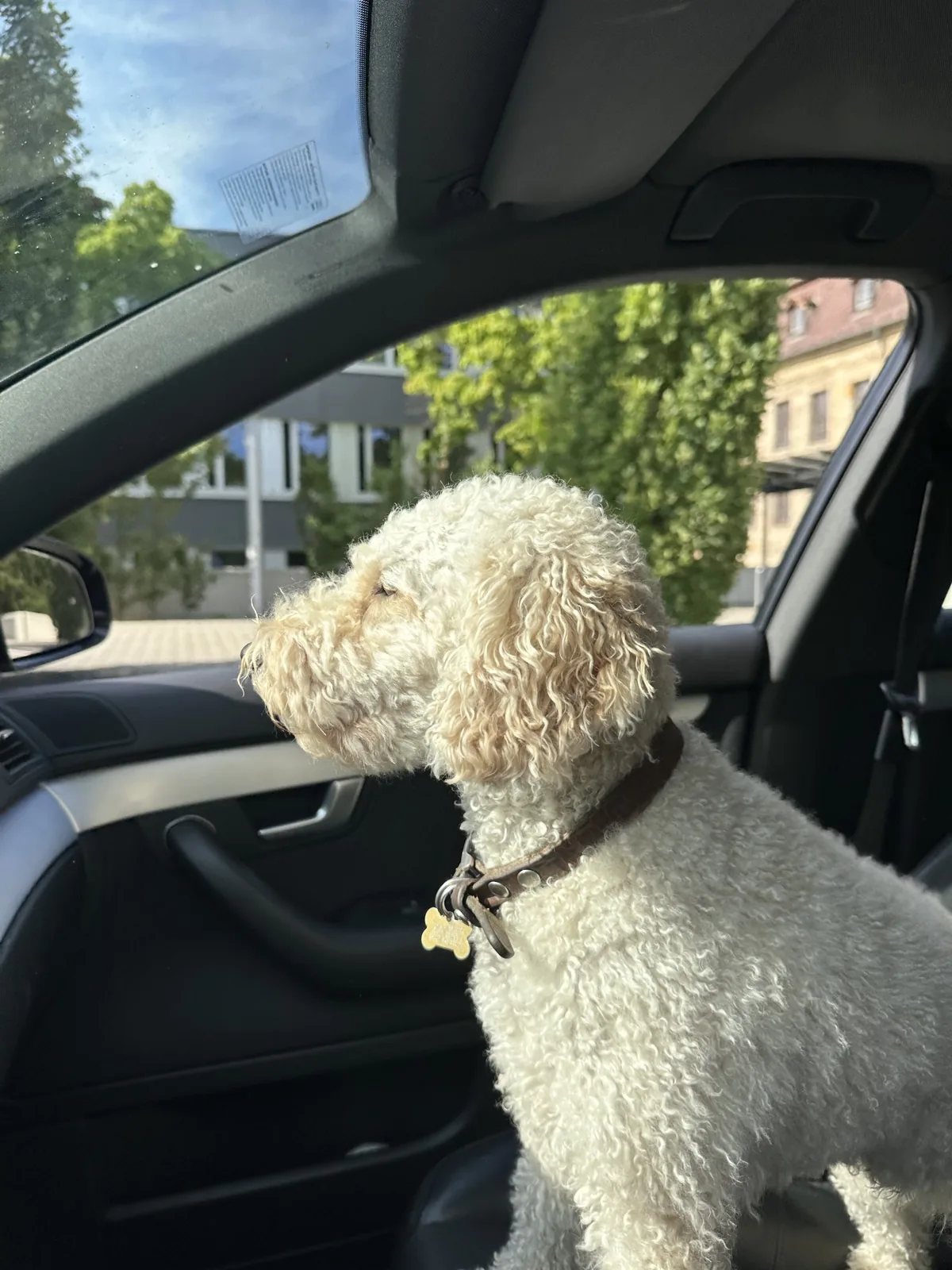 Ludwig im Auto mit Blick aus dem Fenster