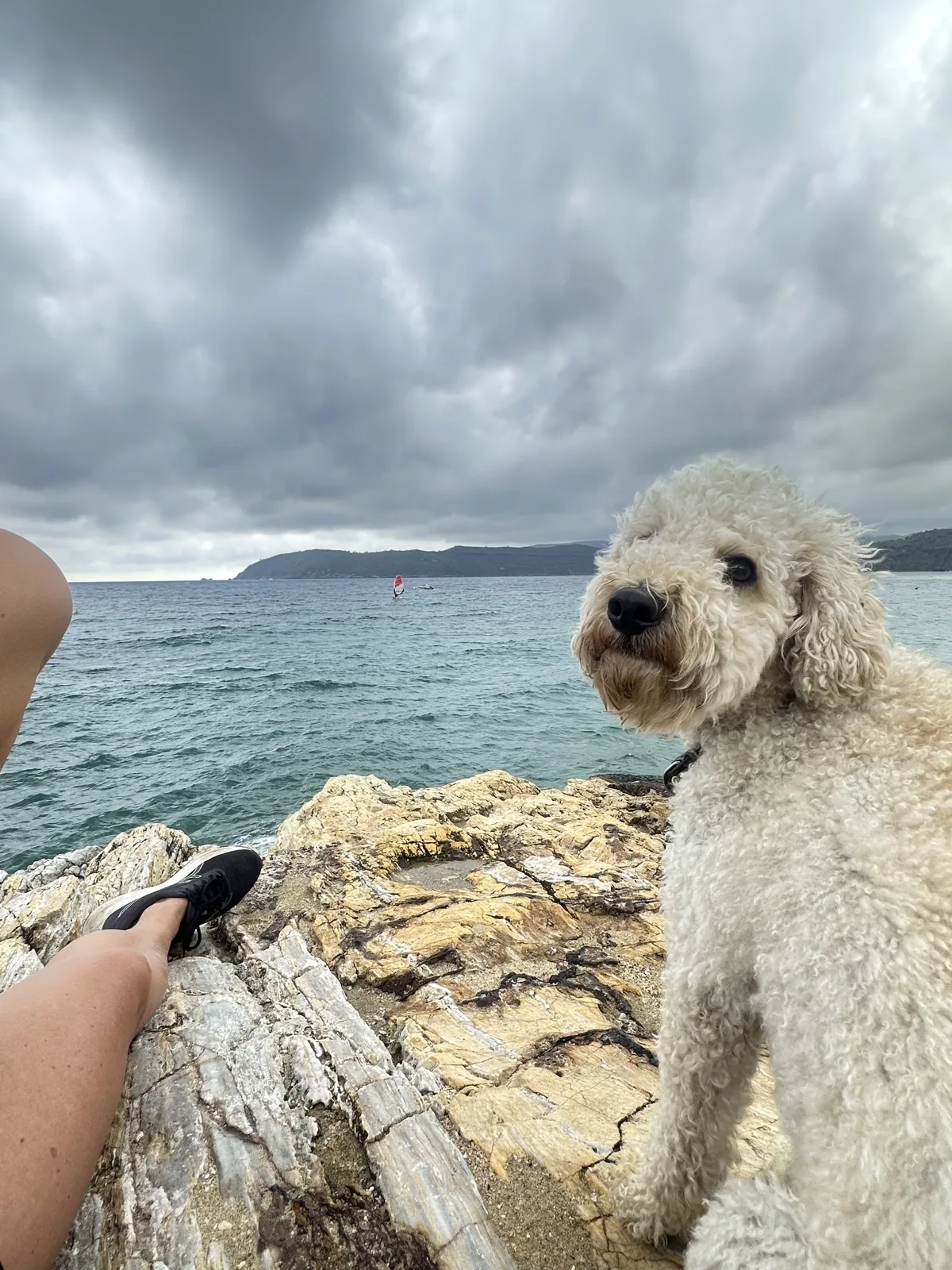 Ludwig auf Felsen vor bewölktem Meer