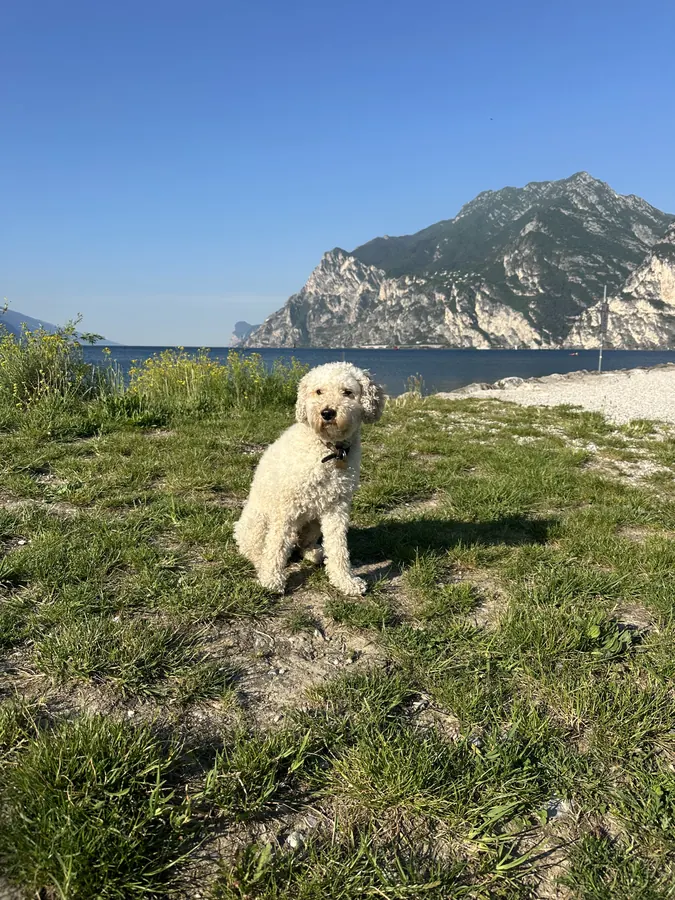 Ludwig auf einer Wiese am See vor einem Felsberg