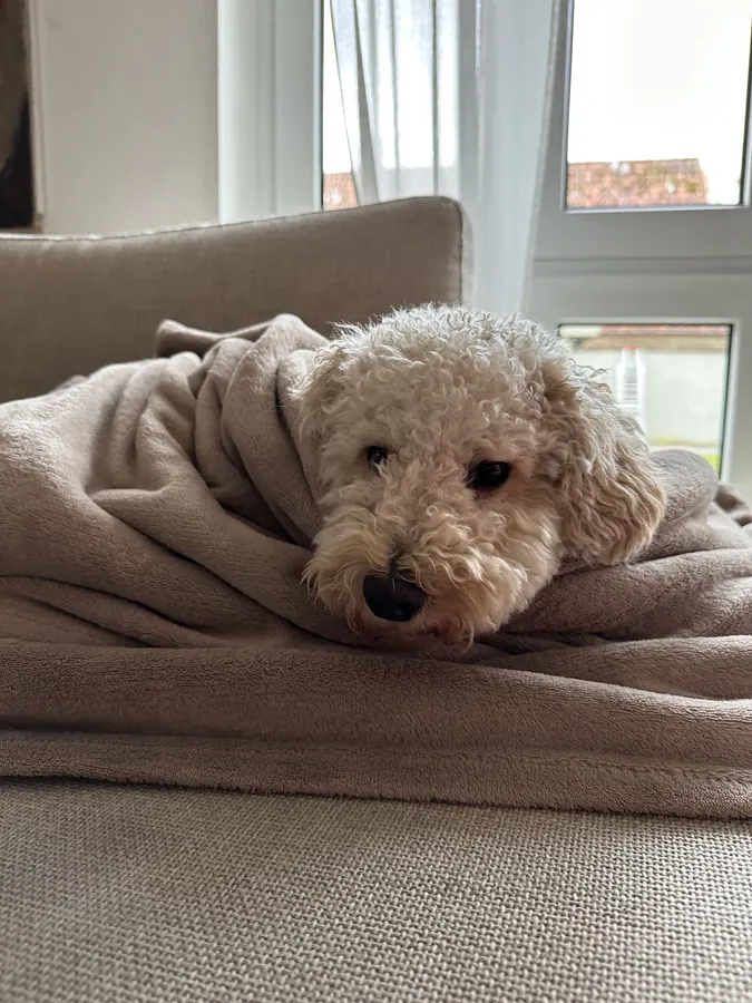 Ludwig eingekuschelt in eine Decke auf dem Sofa