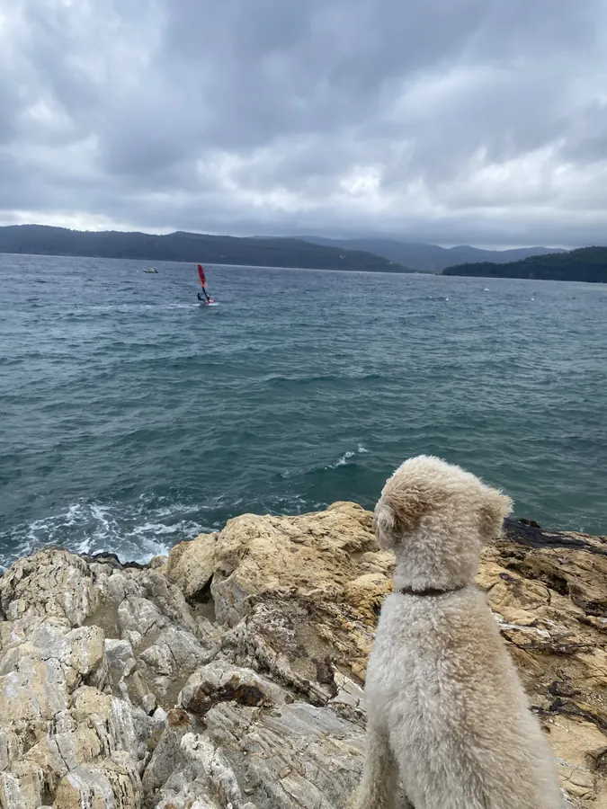 Ludwig auf einem Felsen schaut aufs Meer, wo Alex windsurft