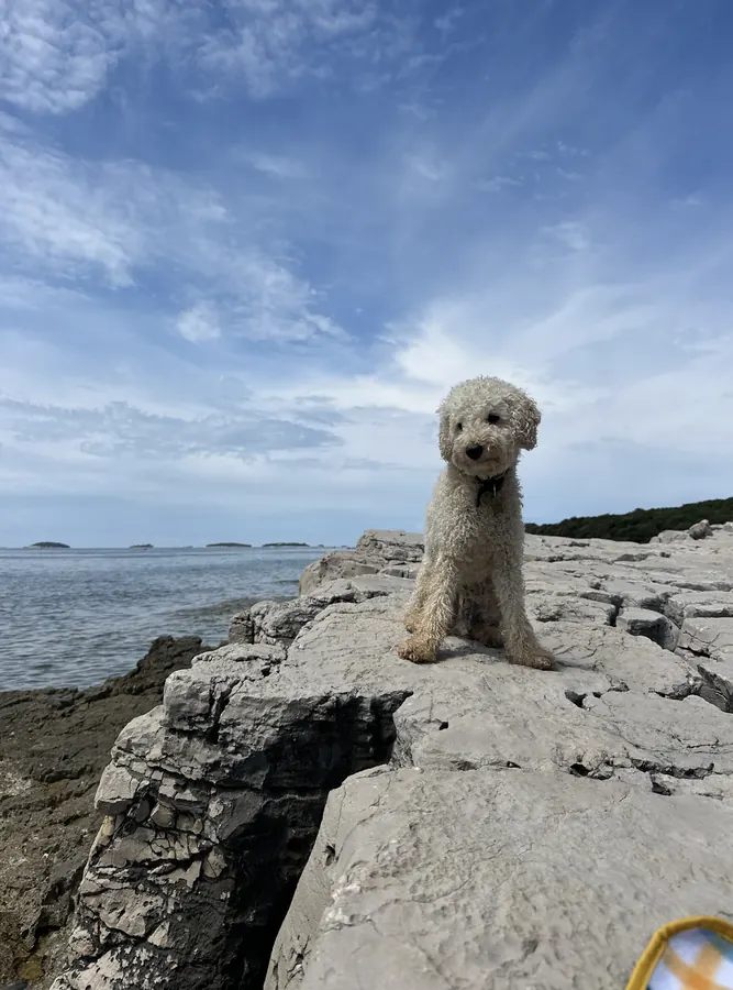 Ludwig auf Felsen am Meer, im Hintergrund kleine Inseln