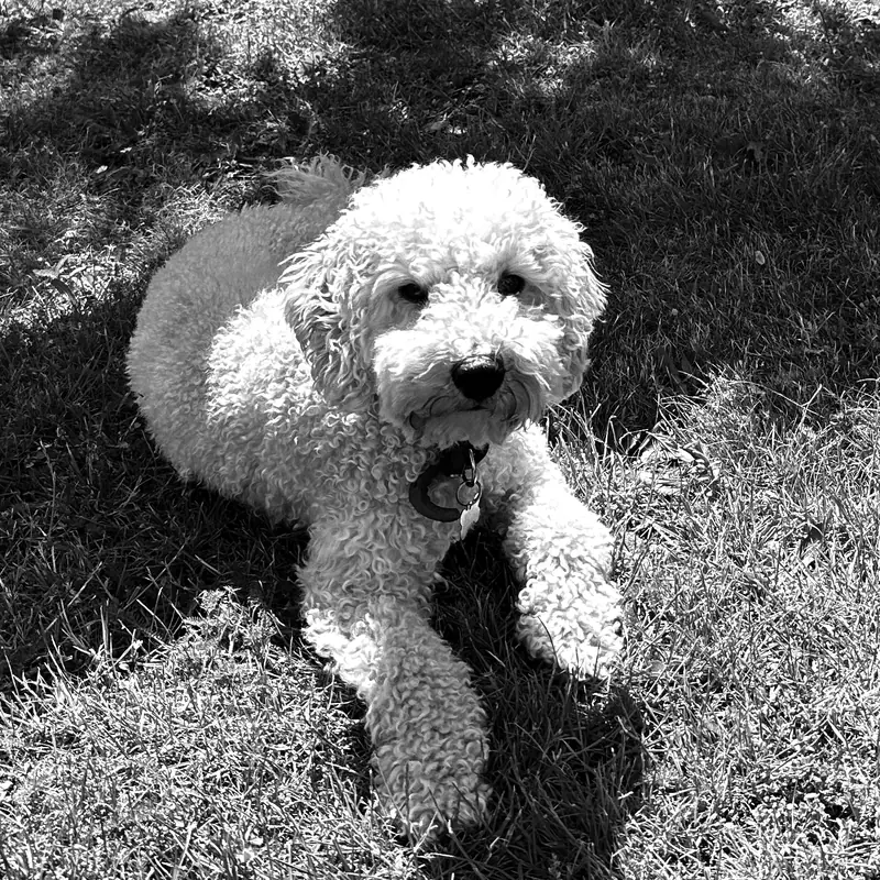Portrait Ludwig