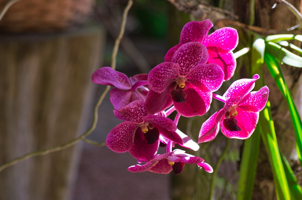 Magenta orchid blossoms