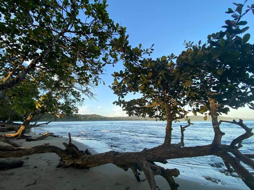 Trees framing a quiet Costa Rican beach