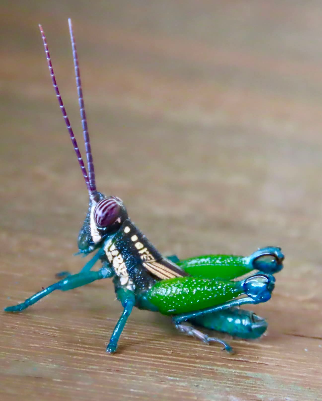Colorful rainbow hopper nymph