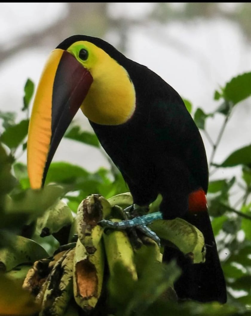 Keel-billed toucan in rainforest foliage