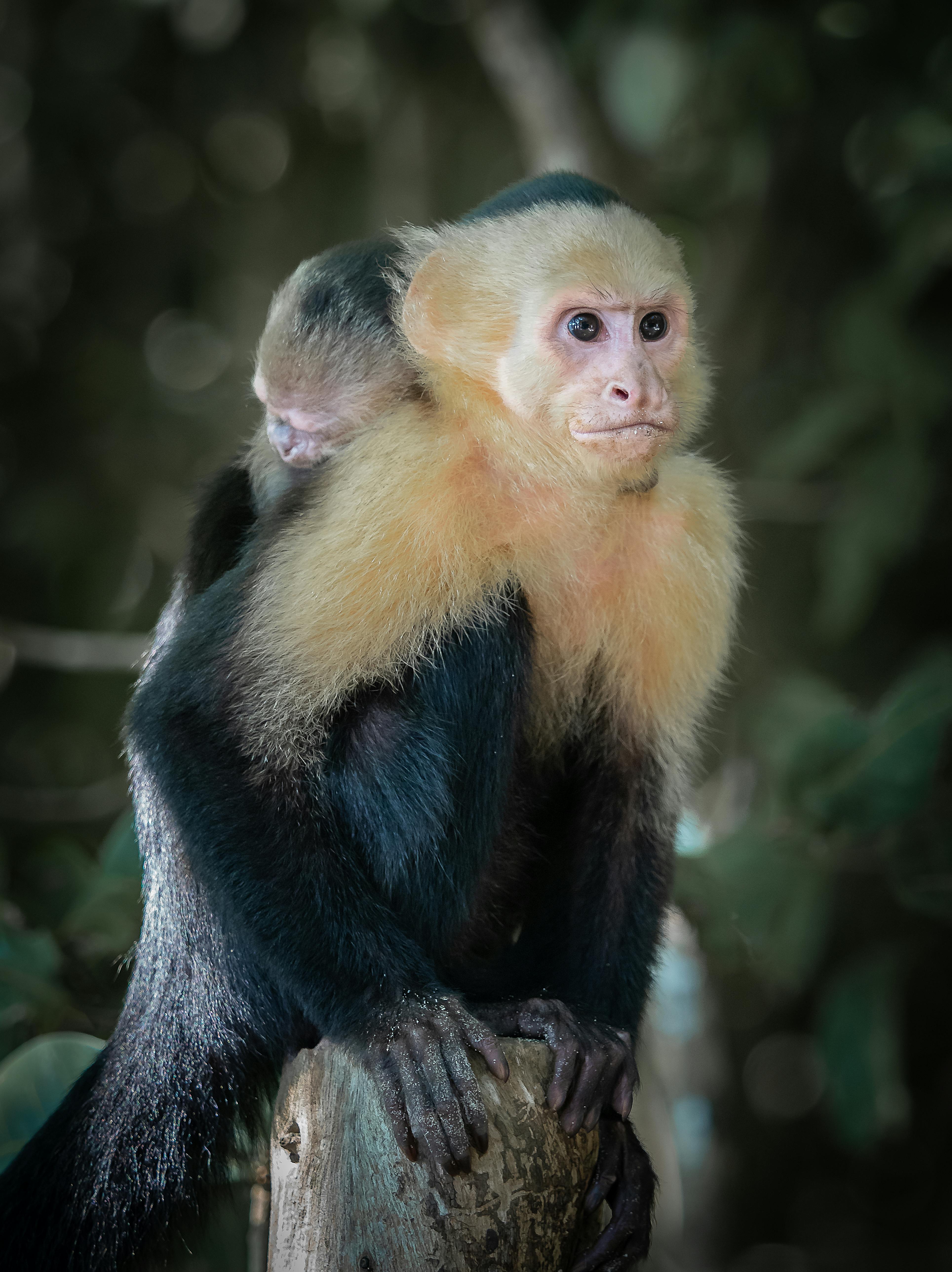 White-faced capuchin monkey