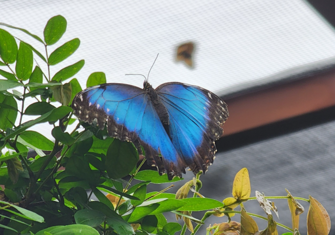 Blue morpho butterfly