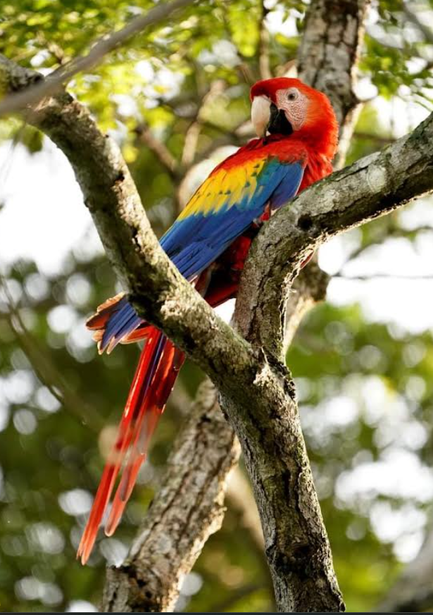 Scarlet macaw