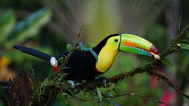 Toucan on a branch