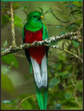 Costa Rica wellness experience
