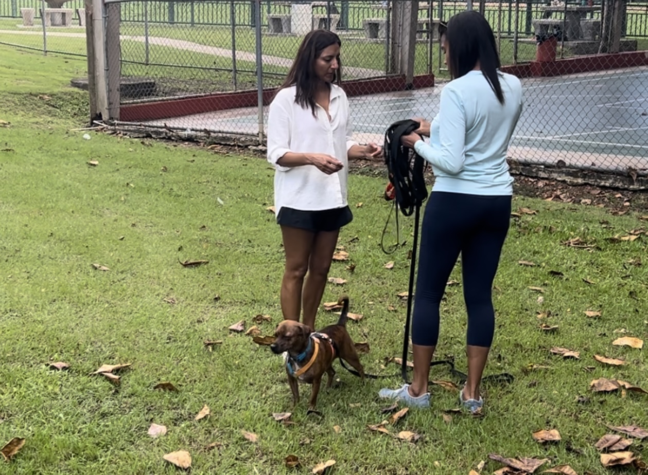 Coach T walking beside a guardian and her dog on a quiet street, the leash hanging loose.