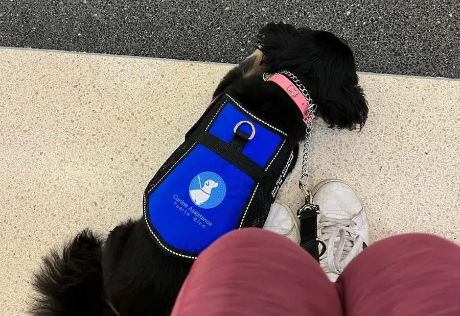 A service dog in a Canine Assistance Puerto Rico vest waiting quietly at her handler's side on a polished floor during an everyday errand.
