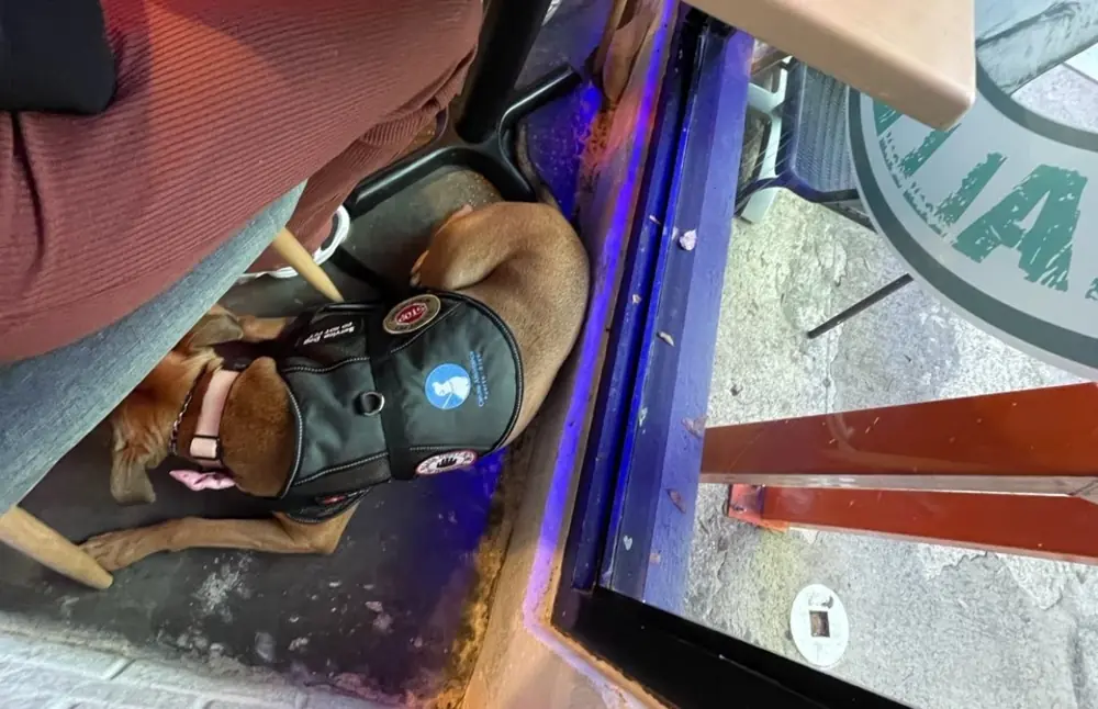 A service dog in a vest lying settled under a restaurant table, ignoring the food and the people around her.