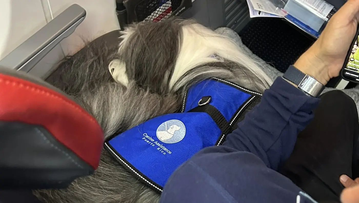 A service dog in a Canine Assistance Puerto Rico vest lying settled on the floor of an aircraft cabin beside his handler during a flight.
