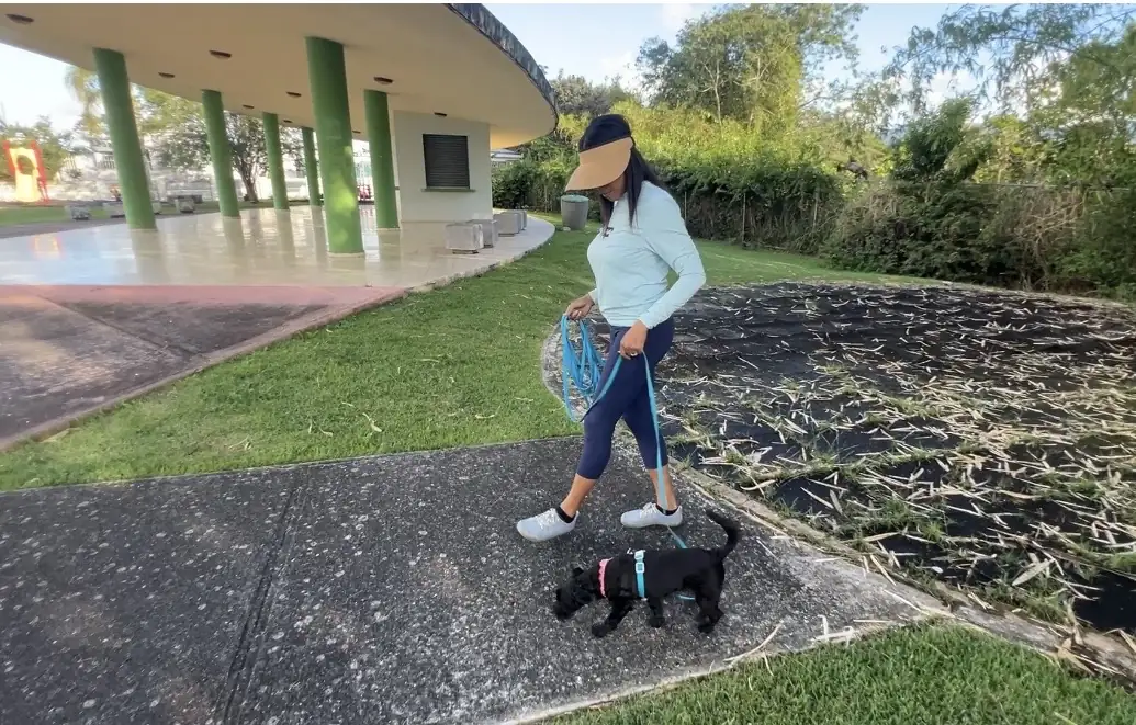 A black terrier outdoors sniffig the ground on a walk with her nose to the ground on a loose leash.