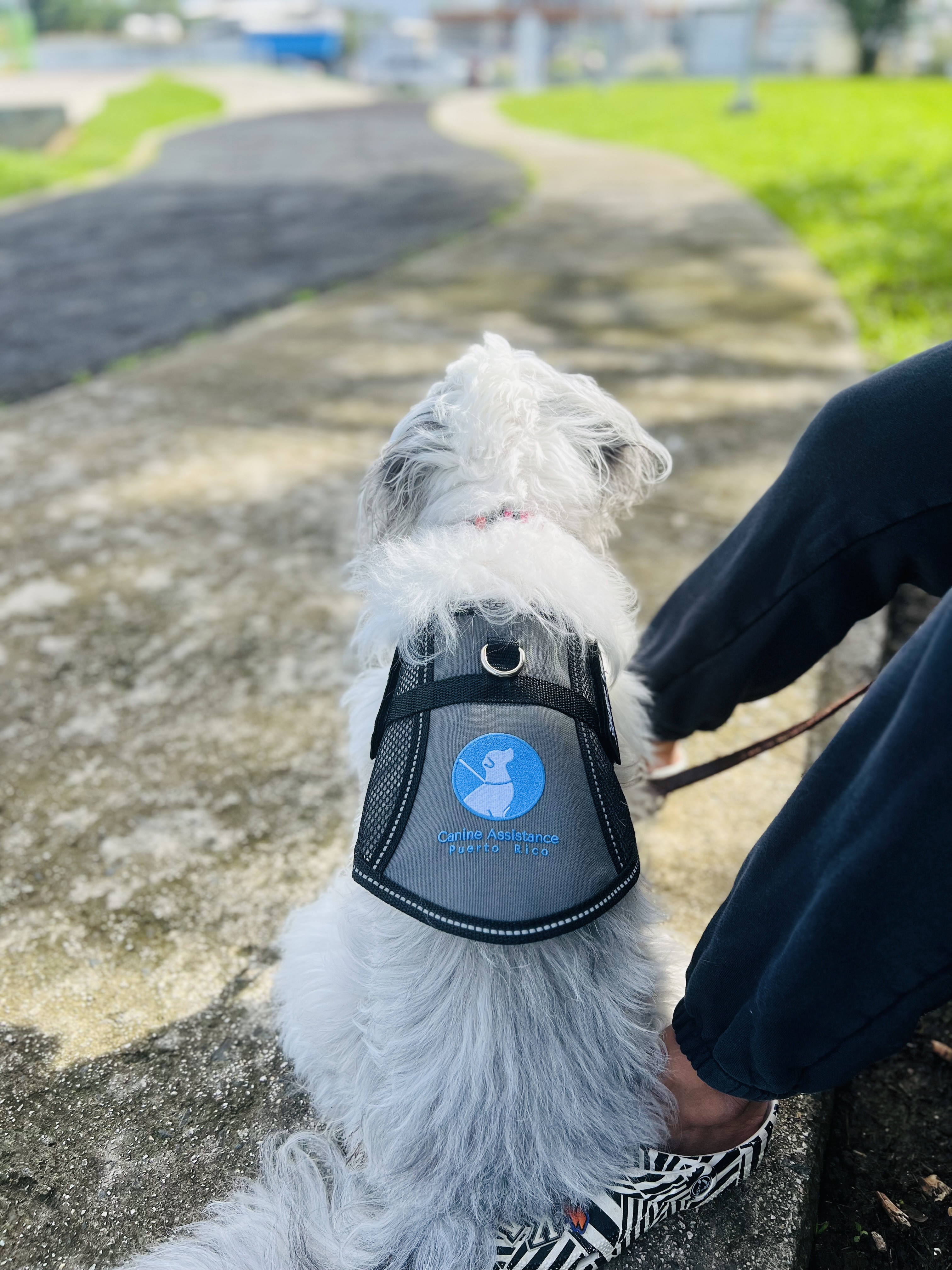 A service dog in a Canine Assistance Puerto Rico vest lying calmly next to their handler, watching down the sidewalk.