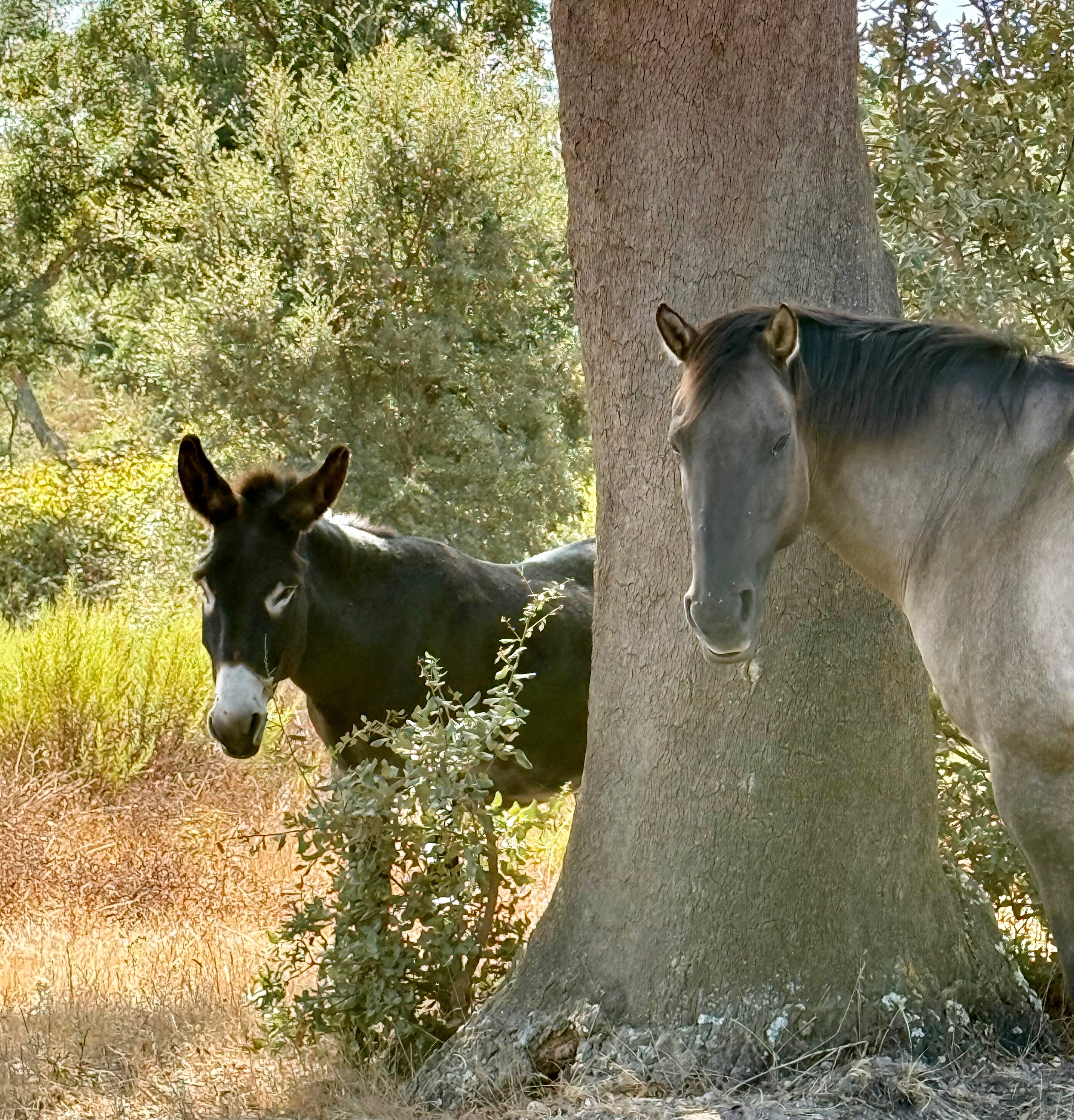 Donkey Jakob with horse Zorro