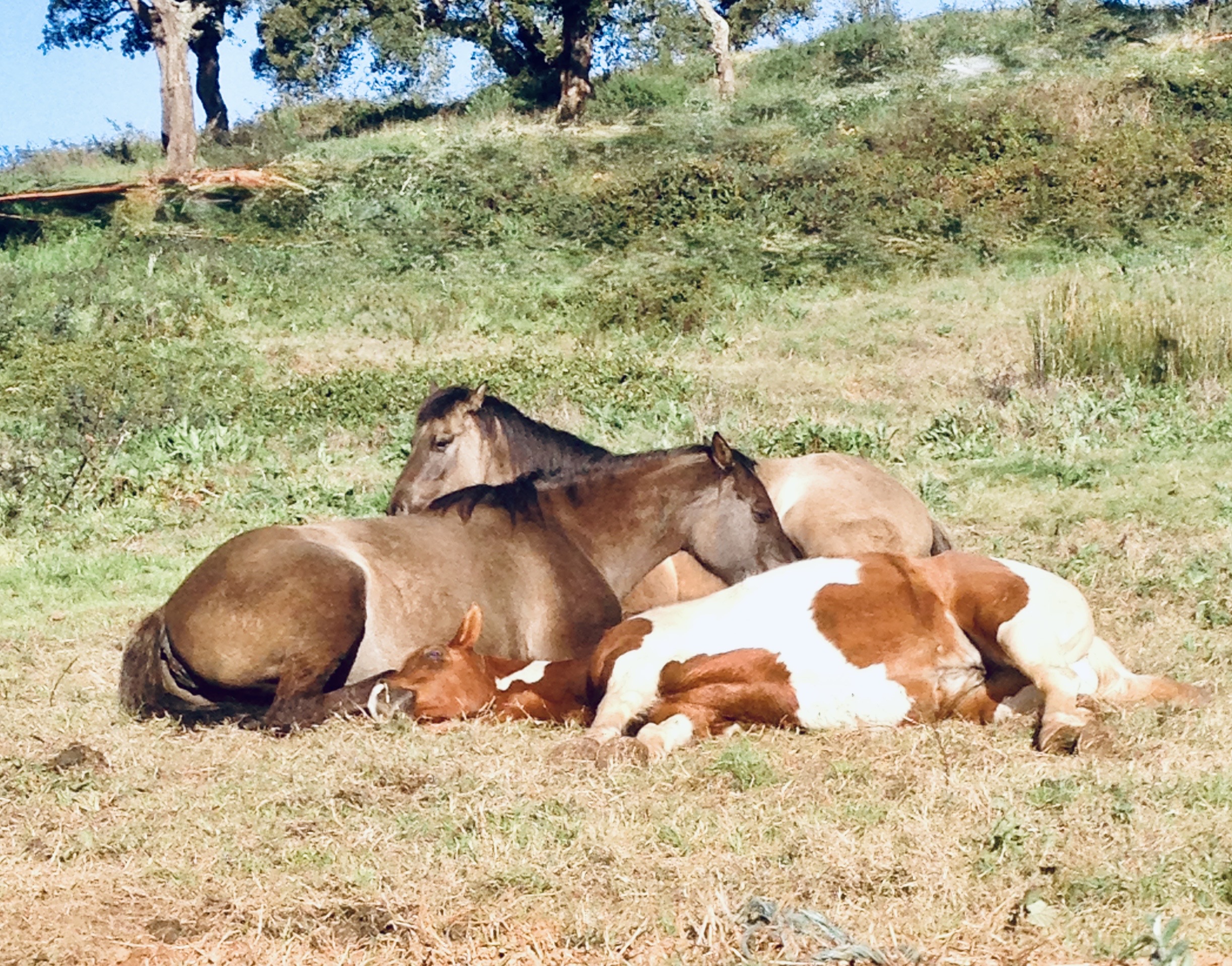 Horses lying down