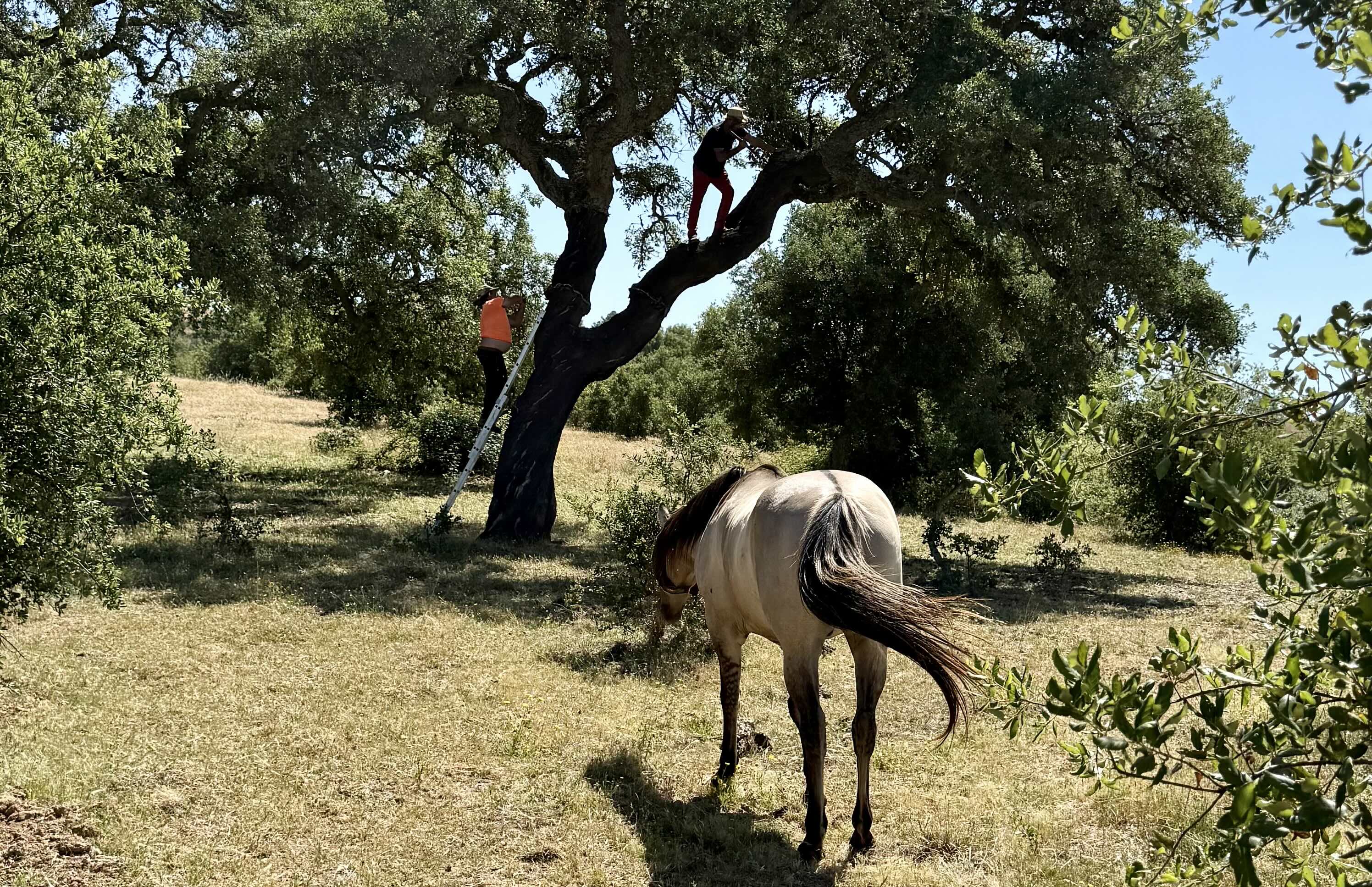 Horse investigating humans