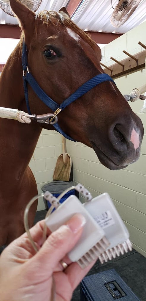 SCENAR therapy session on a horse with handheld device