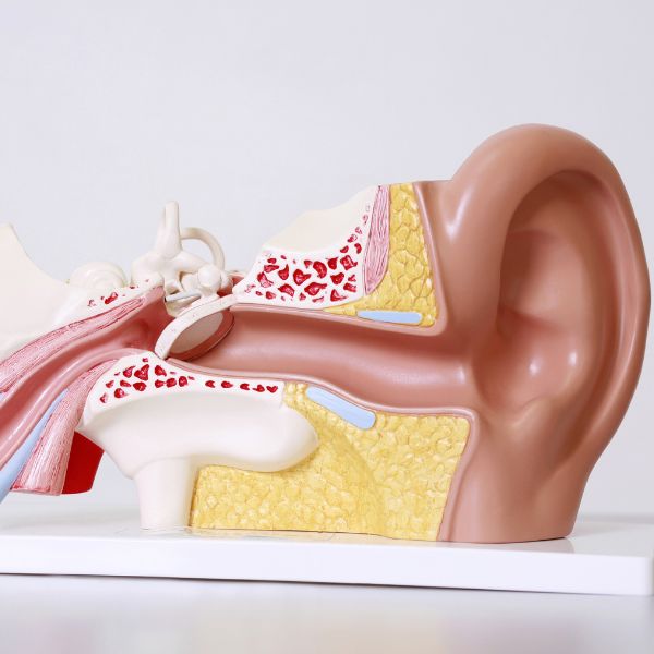 diagram of an inner ear