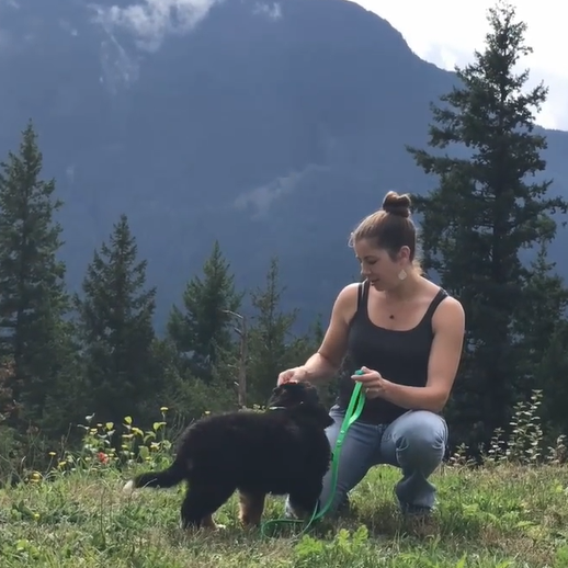 AnimalKind Accredited Dog Trainers