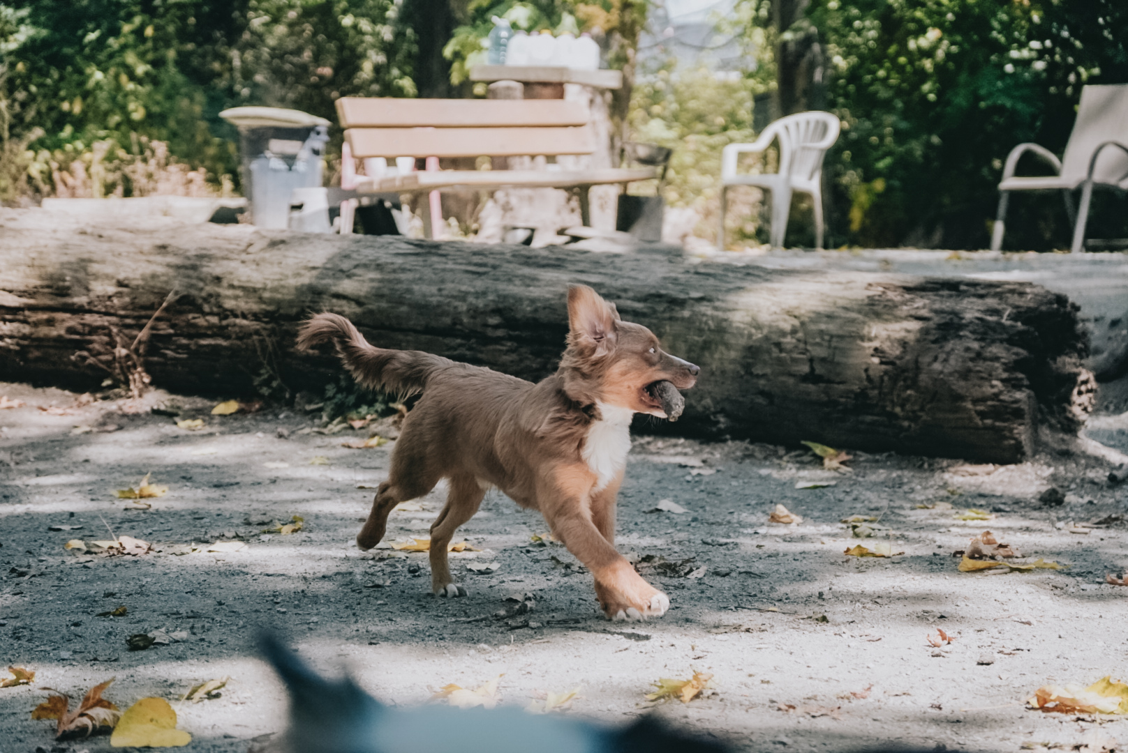 puppy runs loose in the woods copyright Wag The Dog Training
