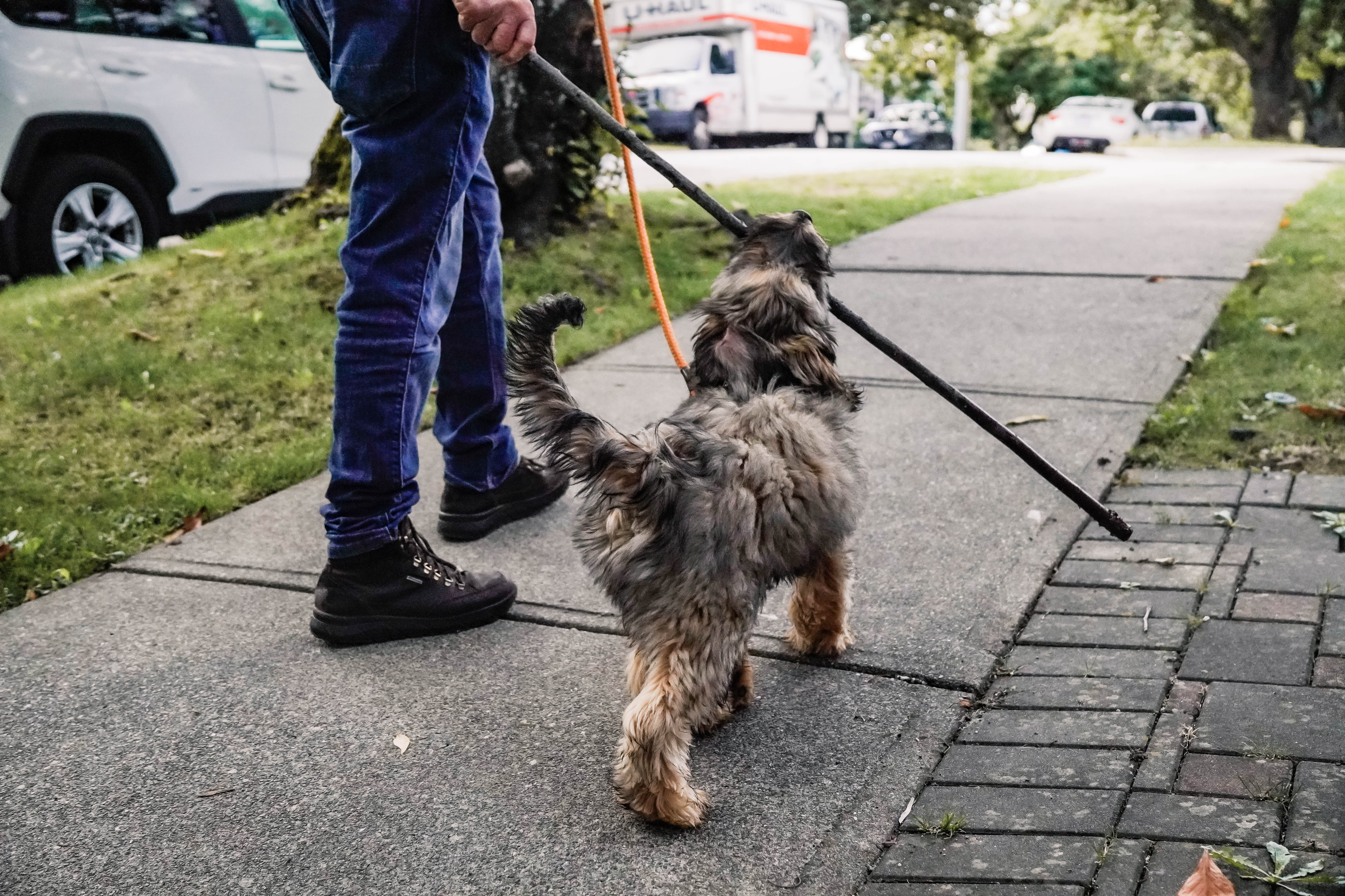 Puppy walks on a loose leash while holding a stick copyright Wag The Dog Training
