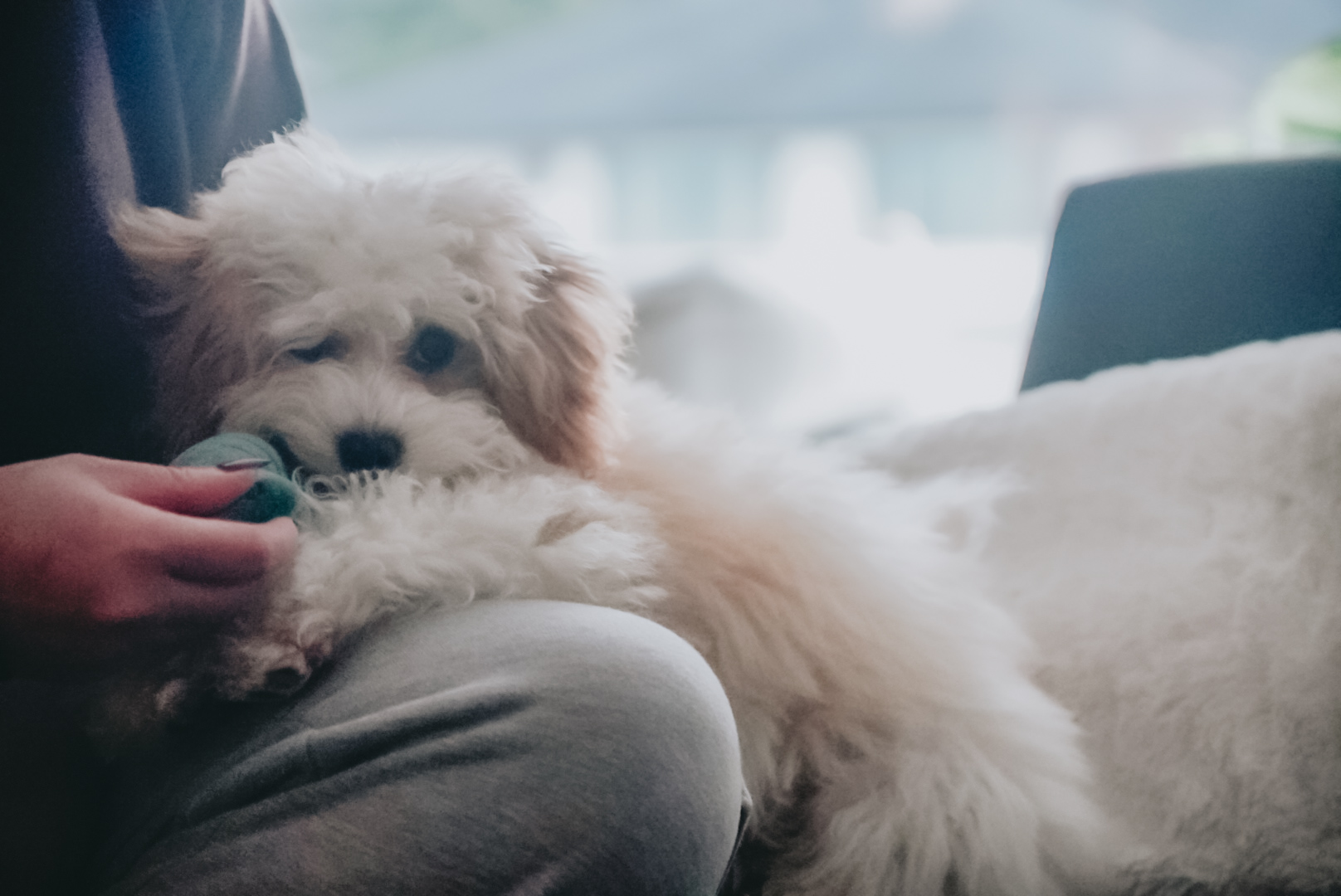 cute puppy looks like a stuffed animal copyright Wag The Dog Training 