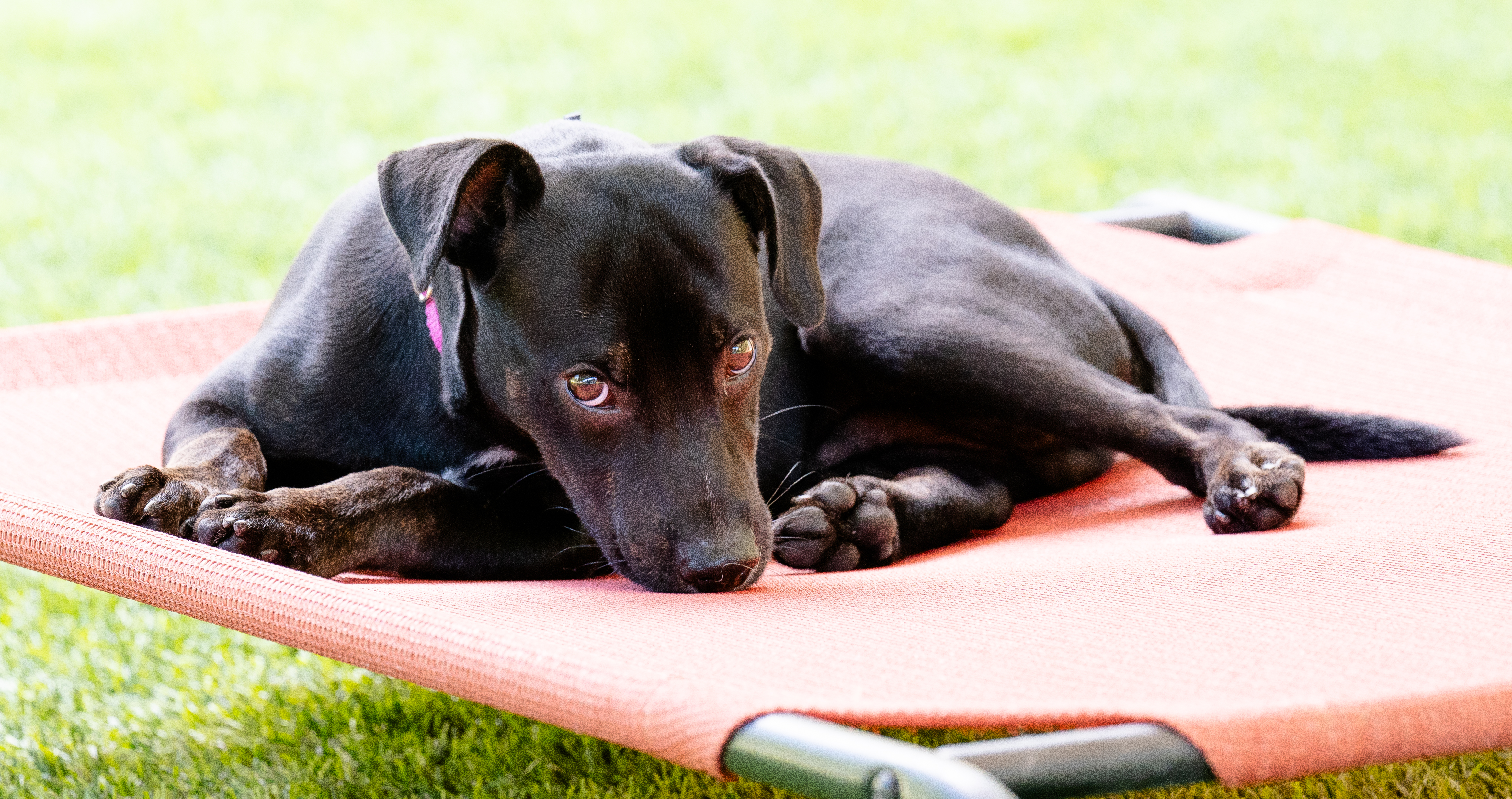 A dog turning its head away gently, expressing subtle uncertainty in a peaceful setting