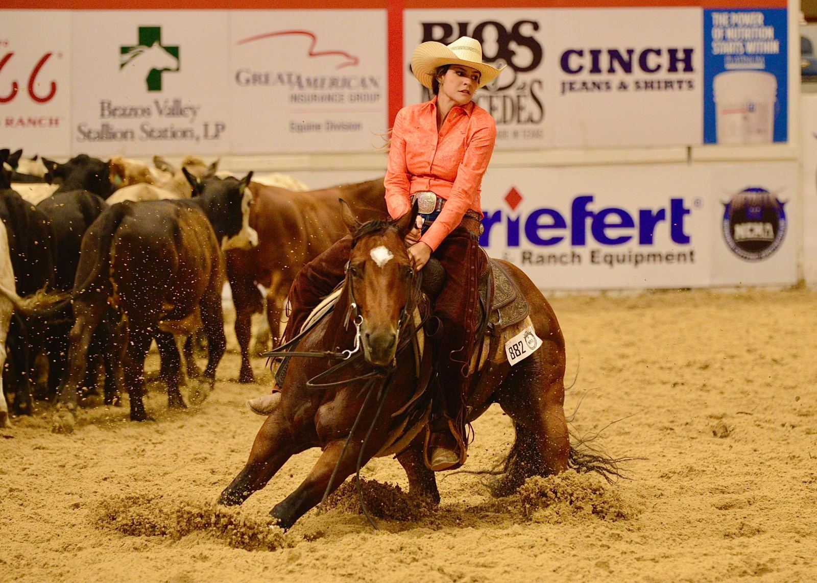 Rider in an orange shirt and cowboy hat on a horse in an arena with cattle