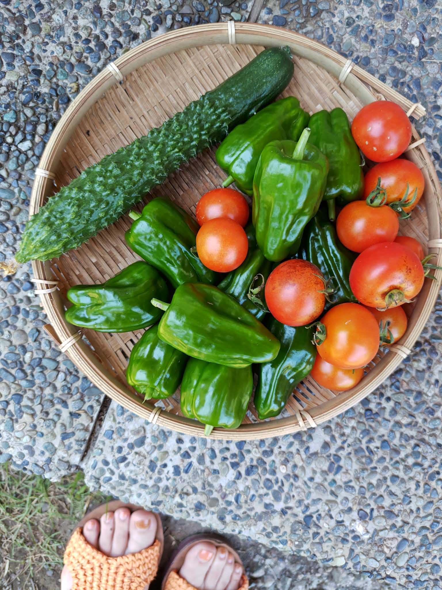 トマトやピーマンなどの夏野菜