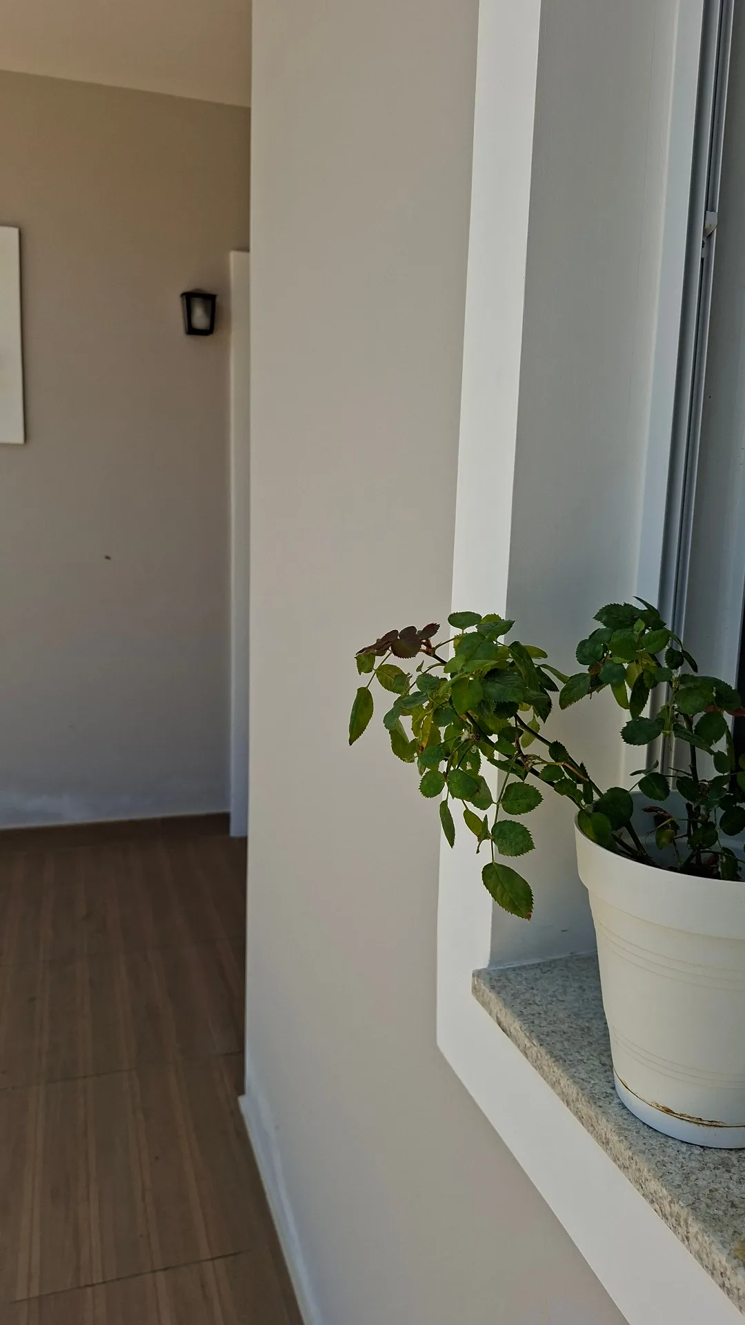 Detalhe decorativo