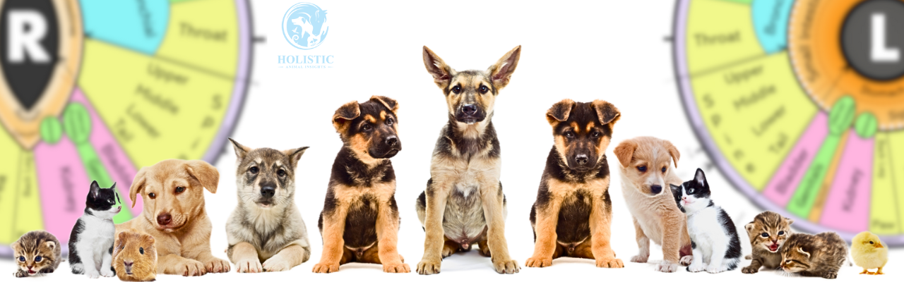 Companion animal clinical iridology course