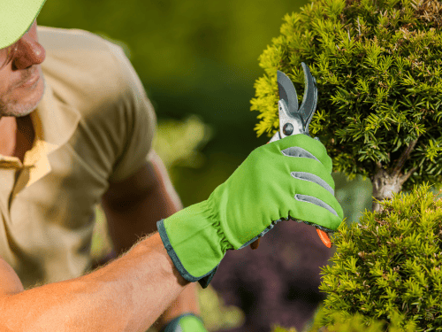 Tree & Shrub Care in Rockland