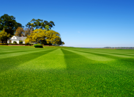 Tree & Shrub Care Rockland