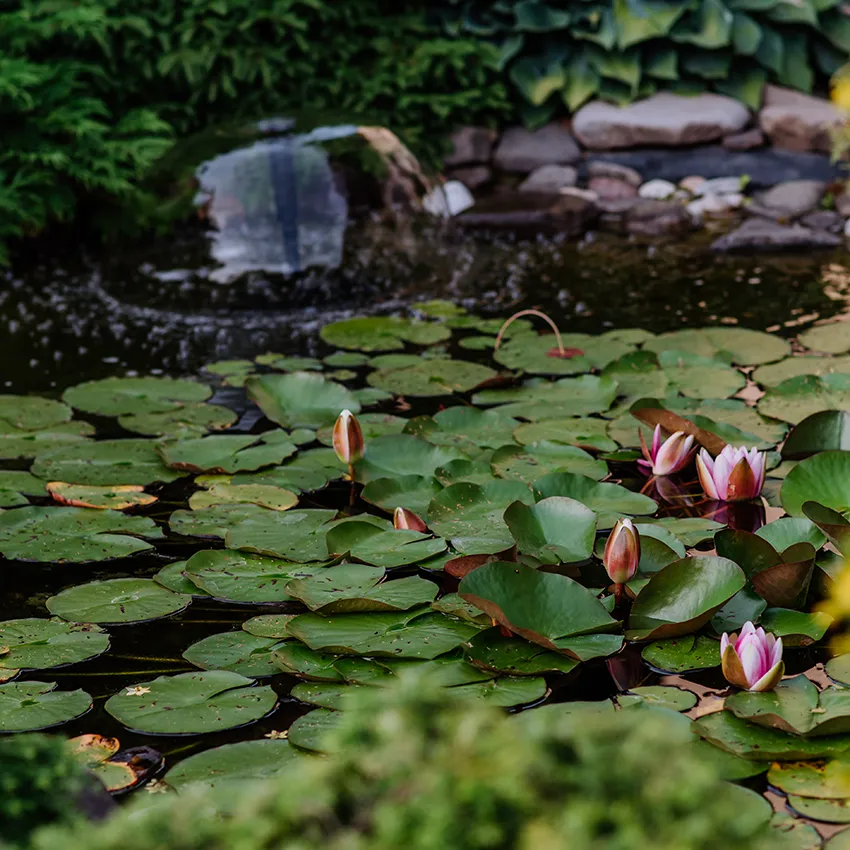 Landscape pond feature for backyard outdoor spaces
