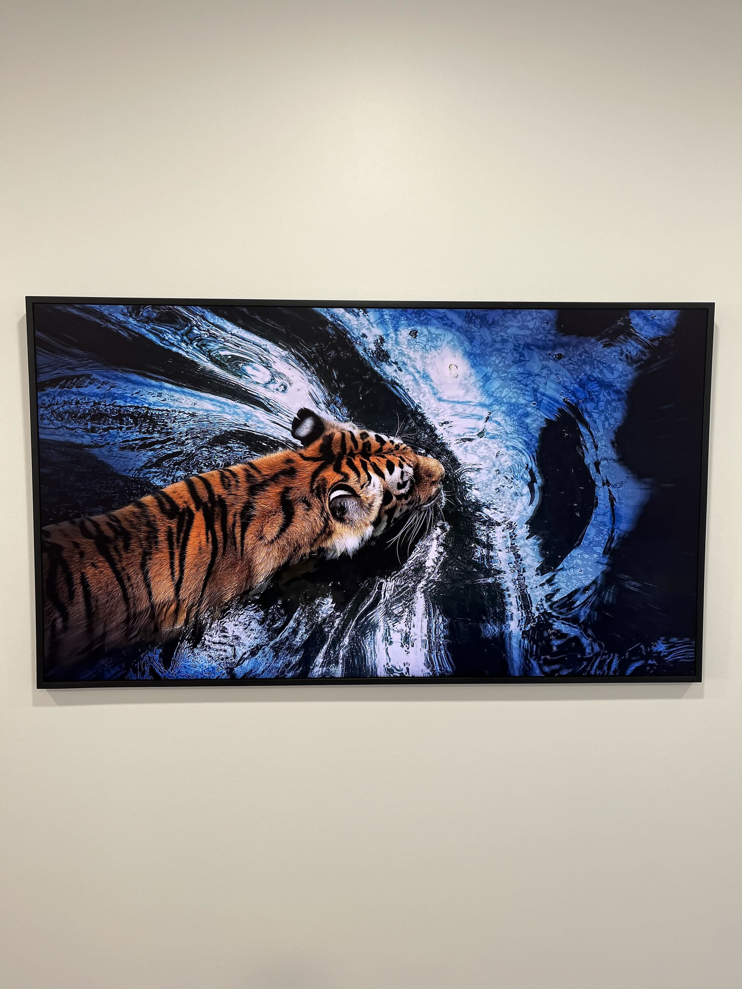 Framed artwork of a tiger swimming through blue water